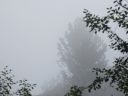 Кедры в тумане