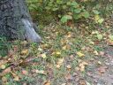 Опавшие листья