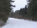 Елки у снежной дороги